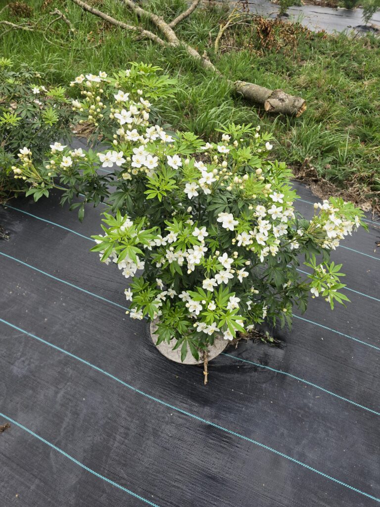 Oranger du Mexique/ Choisya Greenfinger
