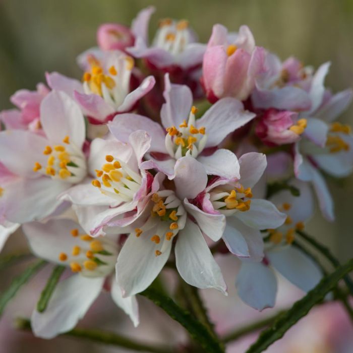 Oranger du Mexique / Apple Blossom