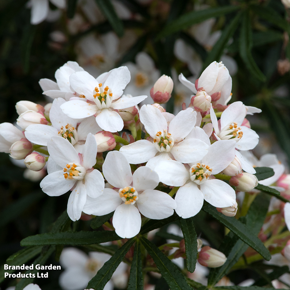 Oranger du Mexique / Choisya Scented Gem – Image 3