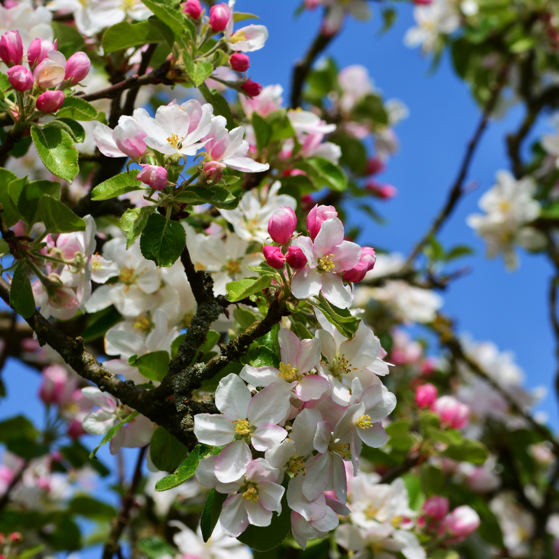 Oranger du Mexique / Apple Blossom – Image 2