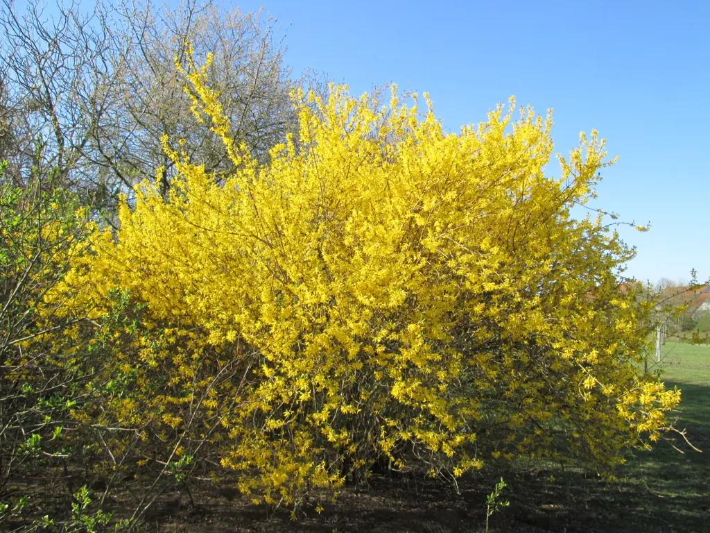Forsythia