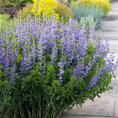Baptisia australis – Faux indigo
